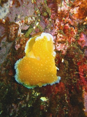 ../Images/Orange-Peel-Nudibranch.jpg