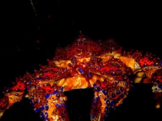 ../Images/Puget-Sound-King-Crab01.jpg