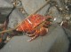 Thumbs/tn_IMG_1823.jpg