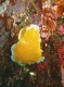 Thumbs/tn_Orange-Peel-Nudibranch.jpg