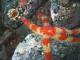 Thumbs/tn_Painted-Star01.jpg