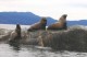 Thumbs/tn_Steller-Sea-Lions02.jpg