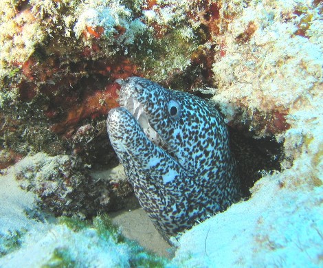 ../Images/035cozumel.jpg