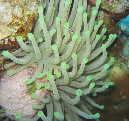 ../Images/050cozumel.jpg