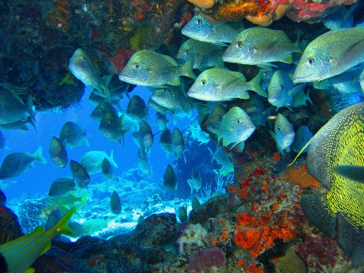 ../Images/102cozumel.jpg