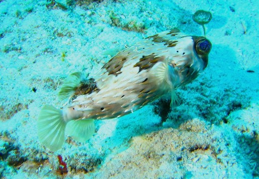 ../Images/113cozumel.jpg
