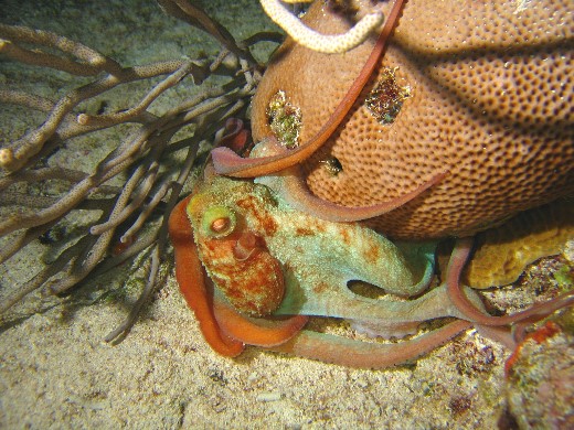 ../Images/118cozumel.jpg
