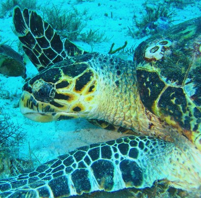 ../Images/157cozumel.jpg