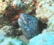 Thumbs/tn_035cozumel.jpg