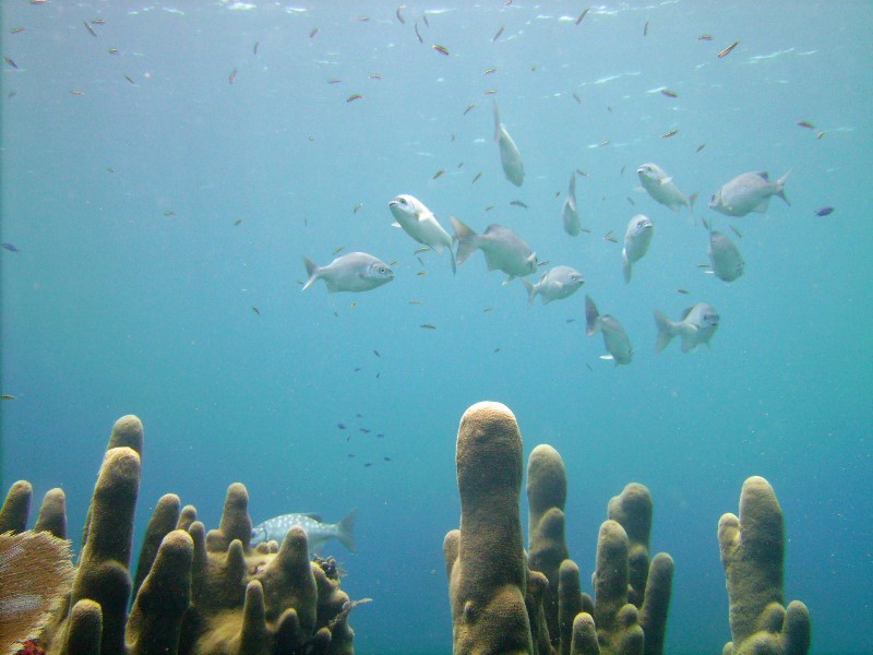 ../Images/waterjacks.jpg
