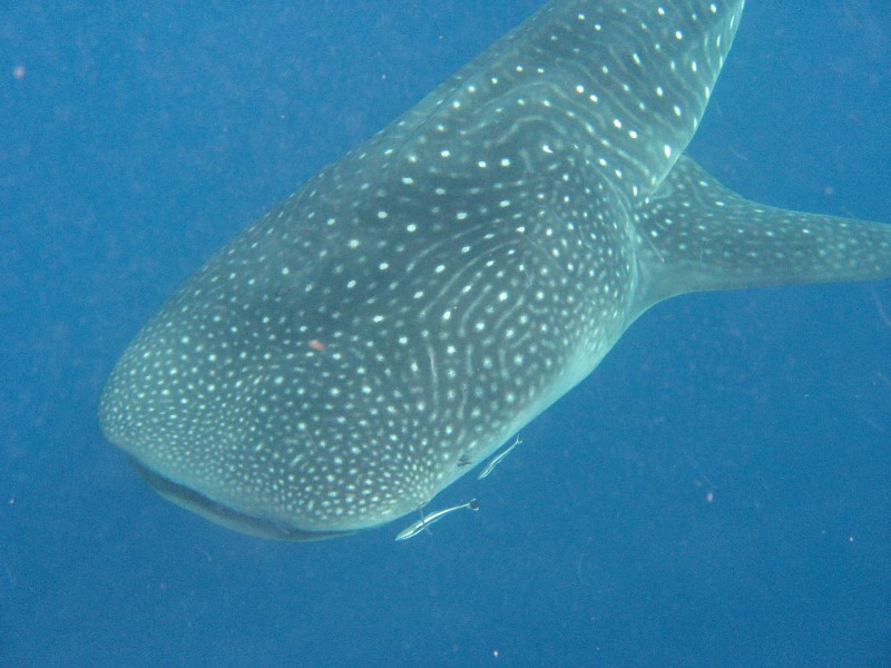 ../Images/whaleIMG_0471.jpg
