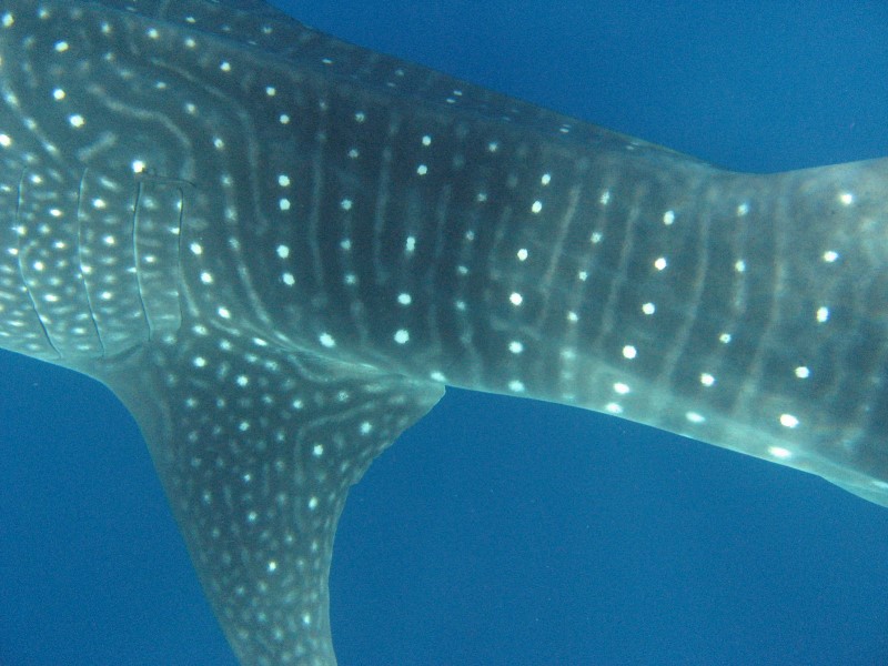 ../Images/whaleIMG_0480.jpg