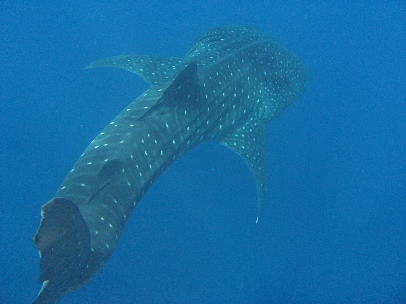 ../Images/whaleIMG_0488.jpg
