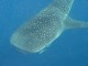 Thumbs/tn_whaleIMG_0471.jpg