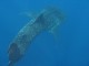 Thumbs/tn_whaleIMG_0488.jpg