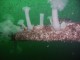 Thumbs/tn_OW030.jpg