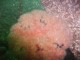 Thumbs/tn_OW062.jpg