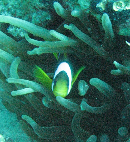 ../Images/SwimmingwithNemo.jpg