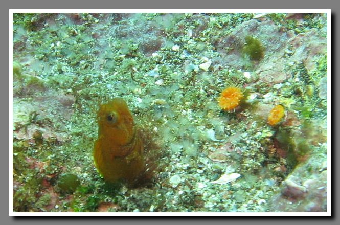 Diving-061