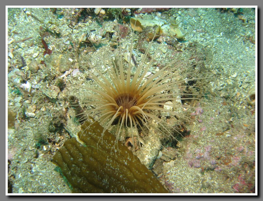 Diving-061