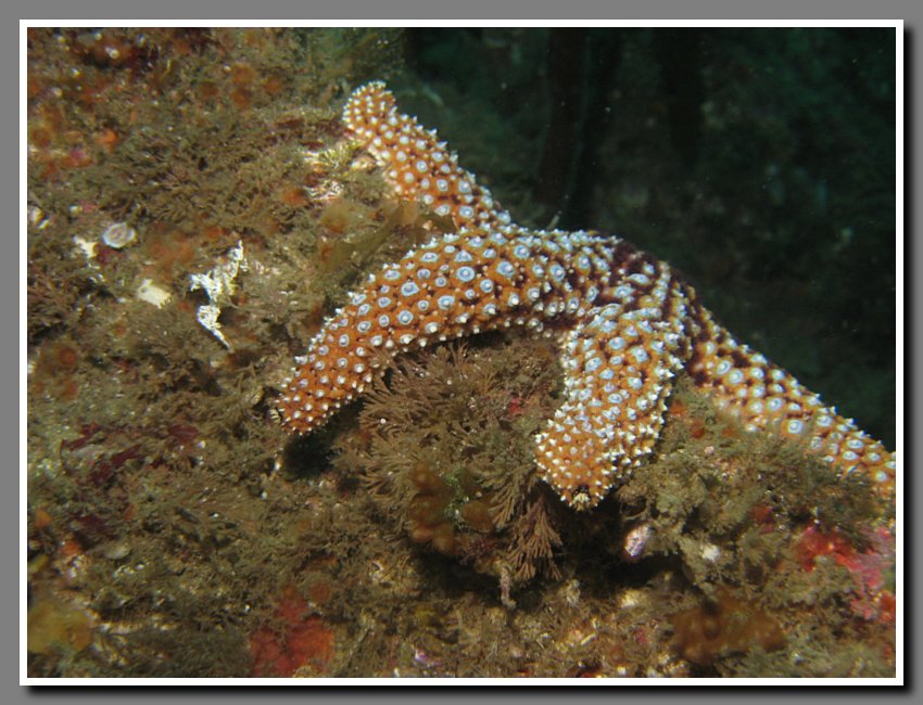 Diving-061
