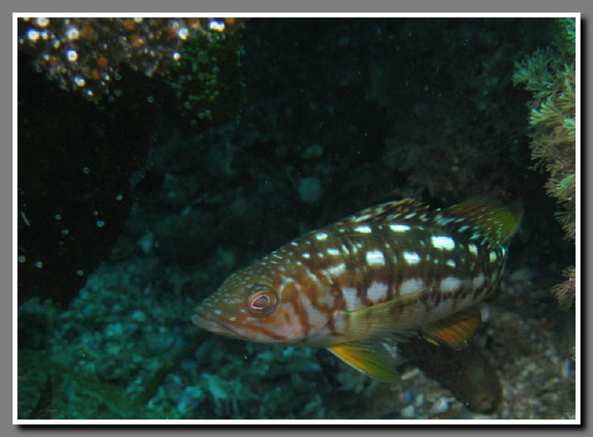 Diving-061