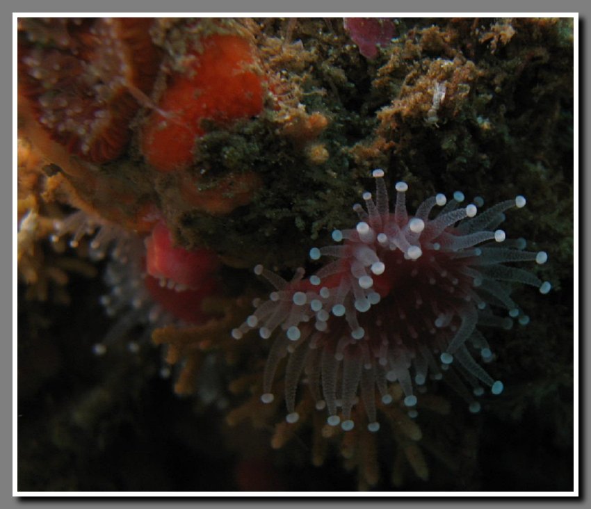 Diving-061