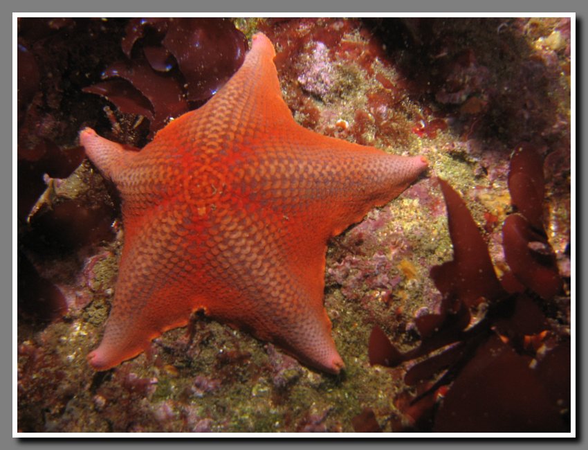Diving-061