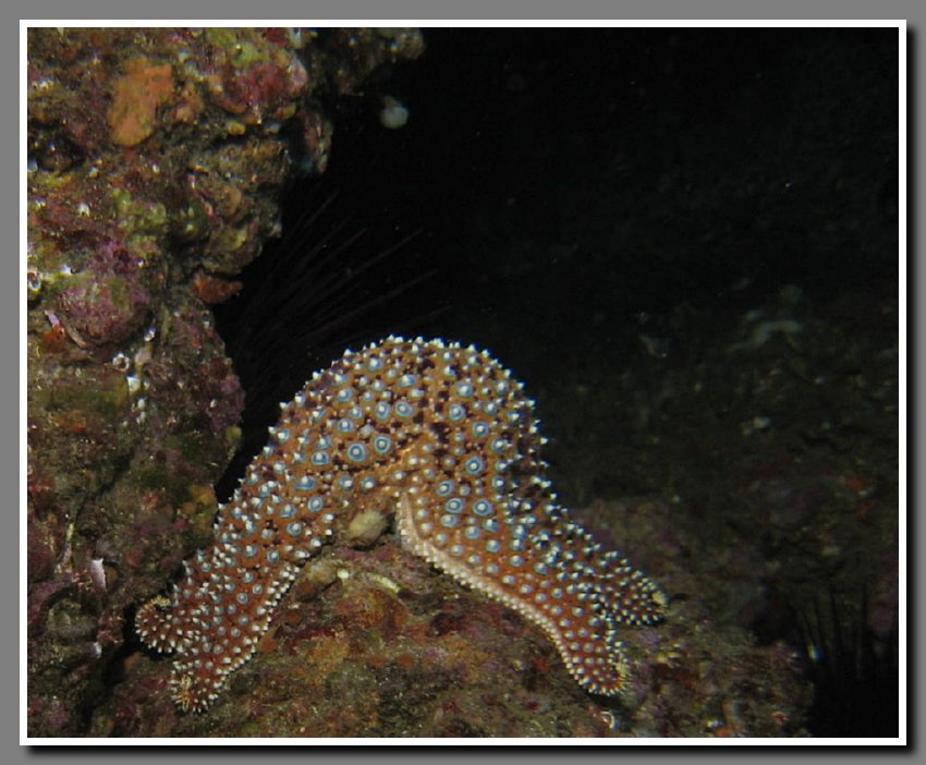 Diving-061