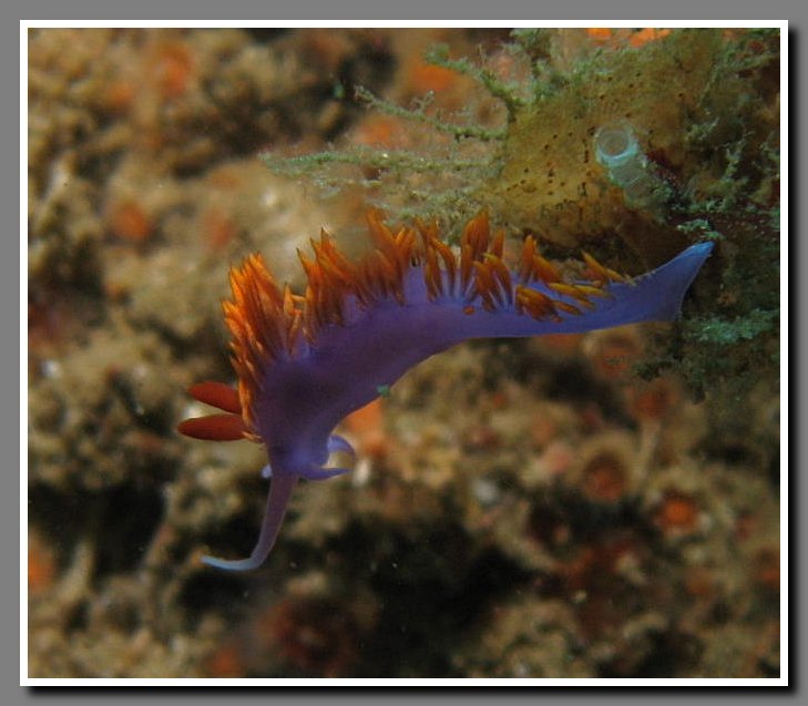 Diving-061