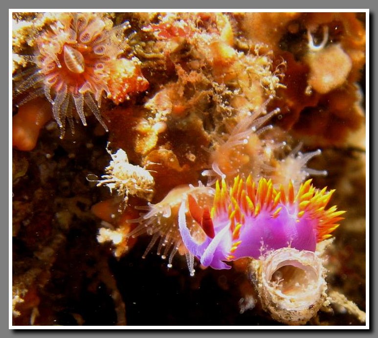 Diving-061