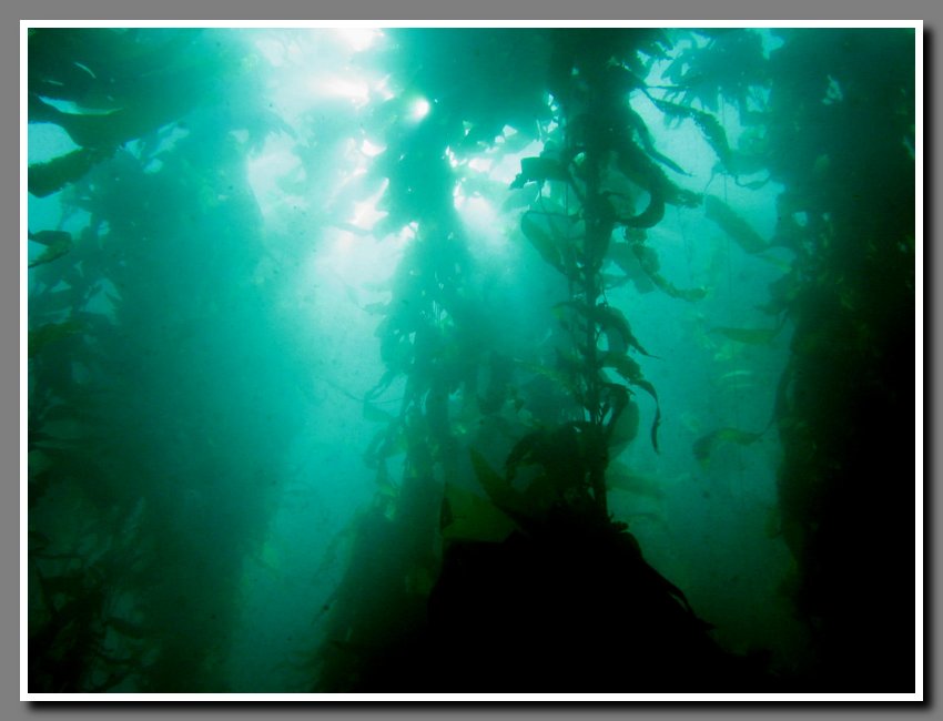 Diving-061