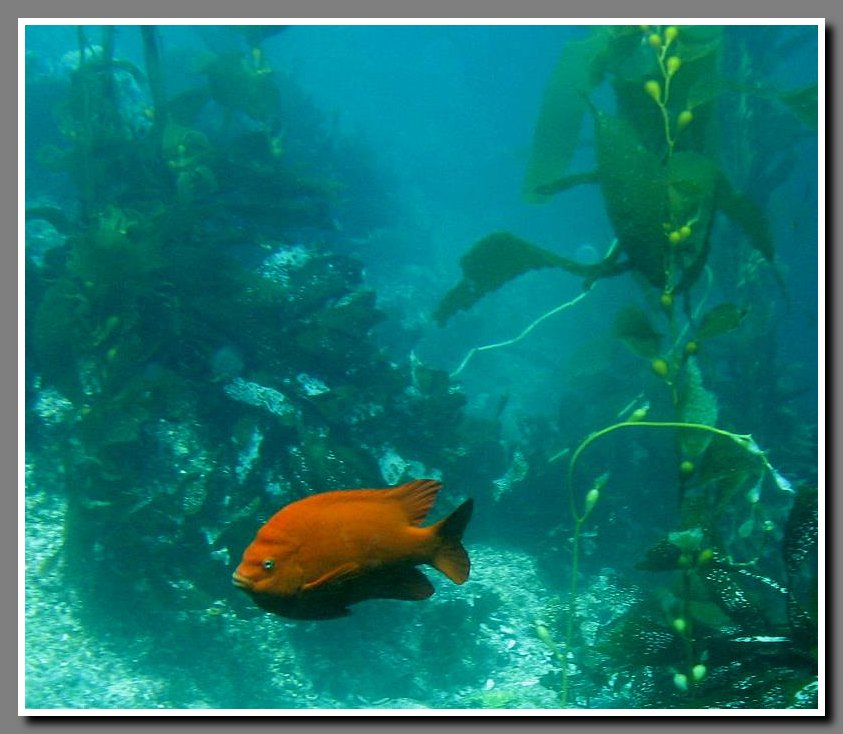Diving-061
