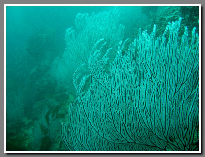 Diving-061