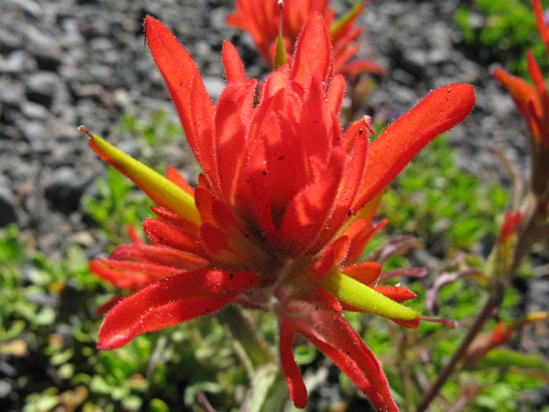 Scuba_CraterLake_ScarletPaintBrush