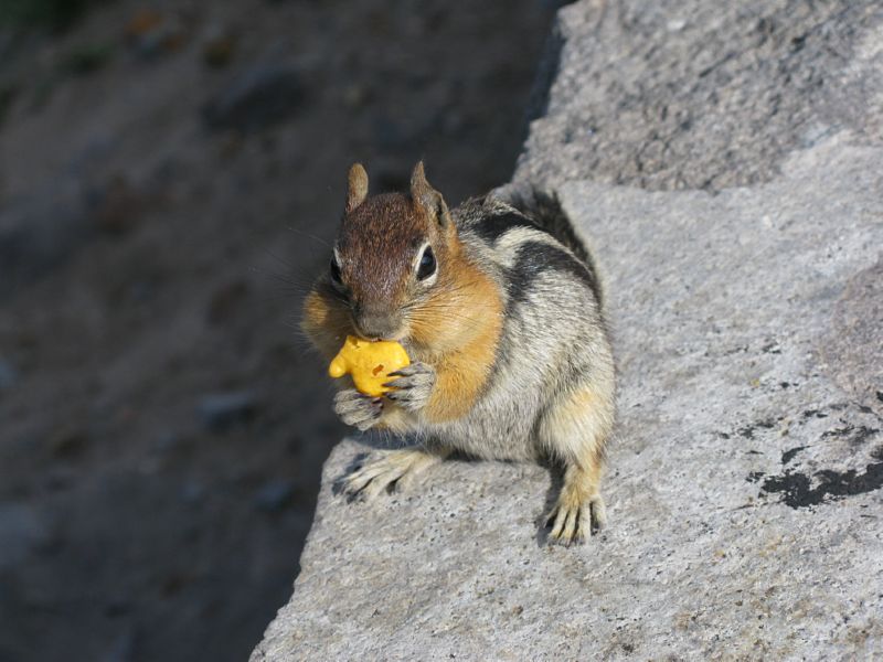 Scuba_CraterLake_Z_Chipmunk