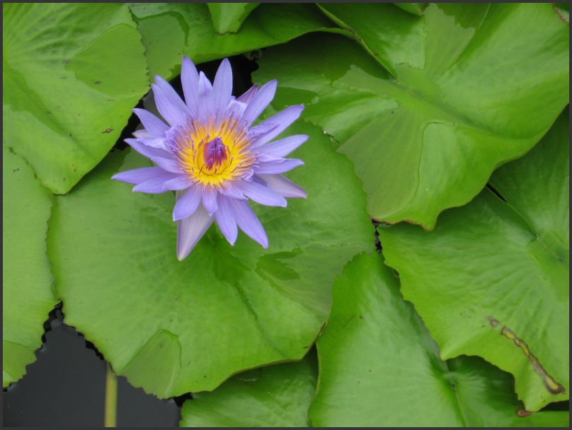2750_Resort_Gr_WaterLily