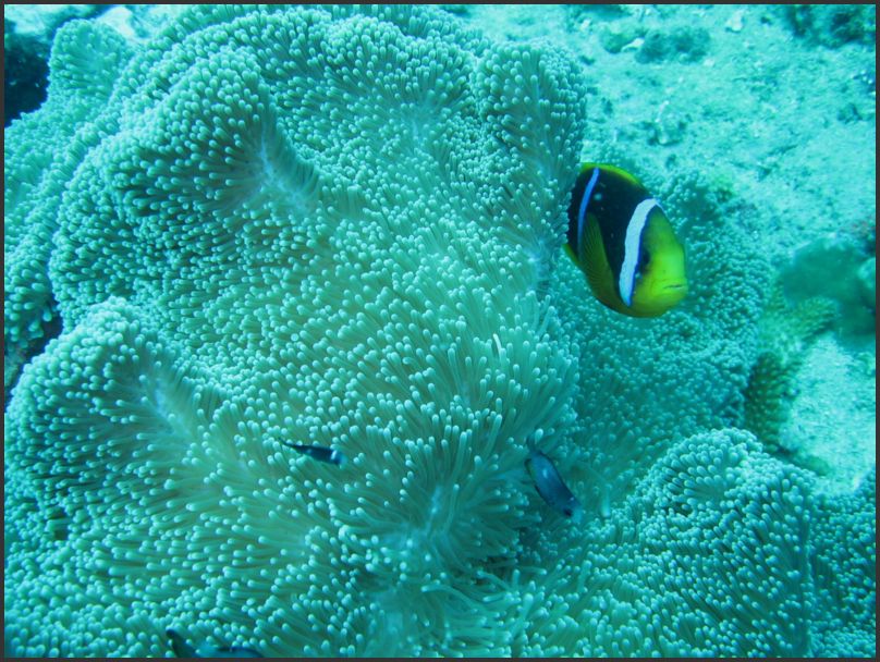 7500_Diving_Anemone