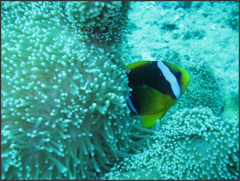 7520_Diving_Anemone
