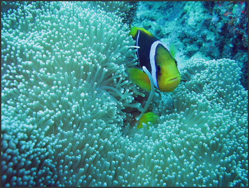 7530_Diving_Anemone