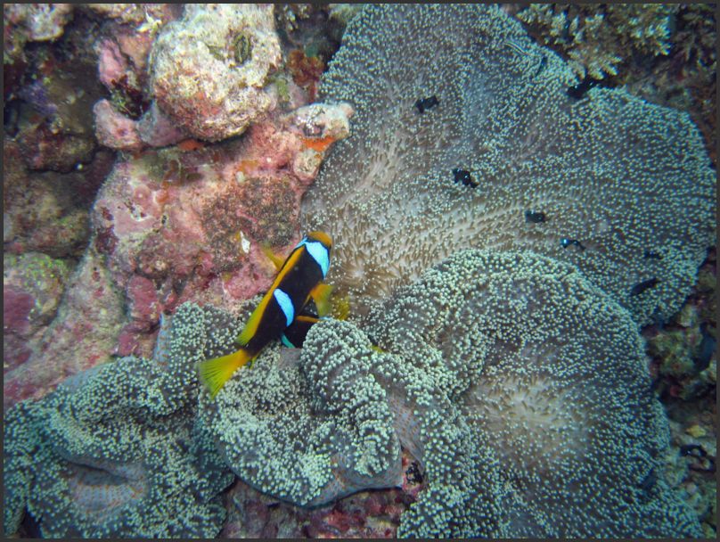 7550_Diving_AnemoneFish