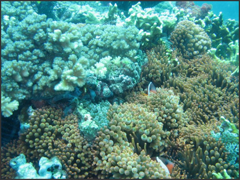7560_Diving_AnemoneFish
