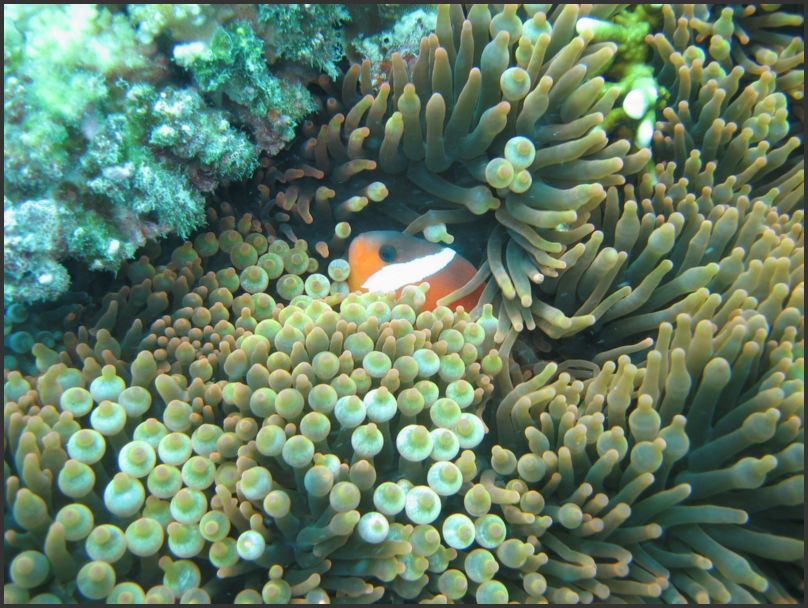 7570_Diving_AnemoneFish