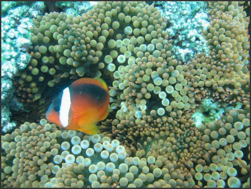 7580_Diving_AnemoneFish