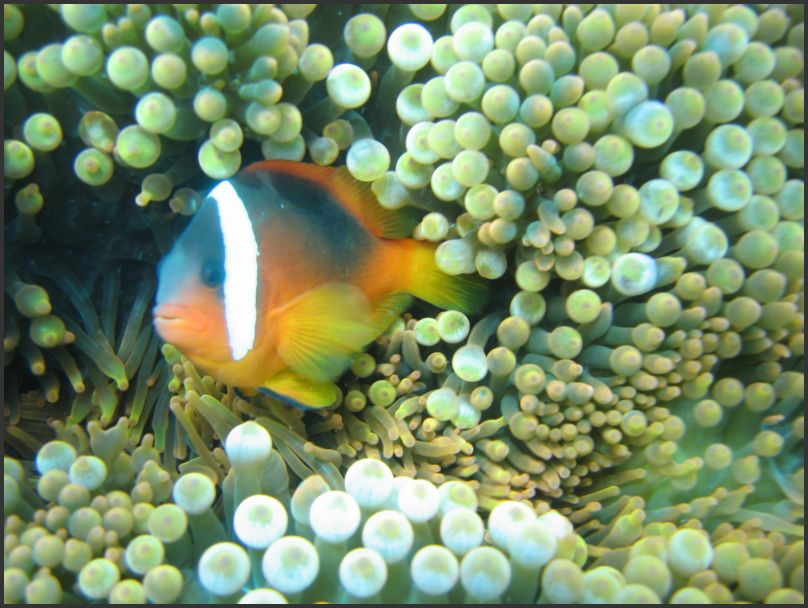 7590_Diving_AnemoneFish