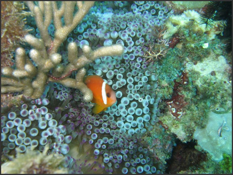 7600_Diving_AnemoneFish
