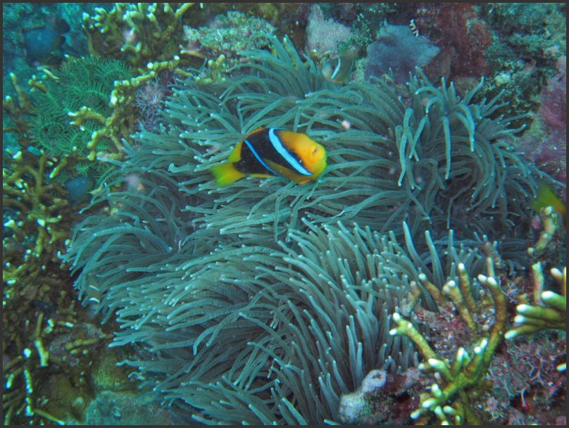 7610_Diving_AnemoneFish