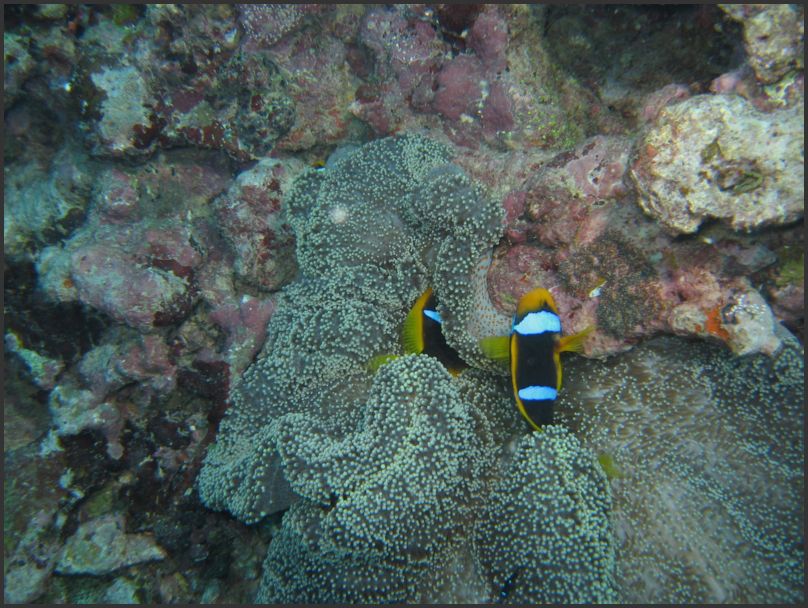 7620_Diving_AnemoneFish