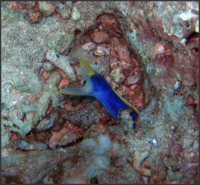 7640_Diving_BlueRibbonEel