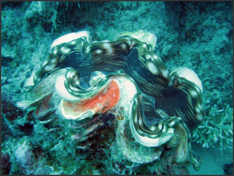 7650_Diving_Clam